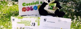 linea baby panda wwf